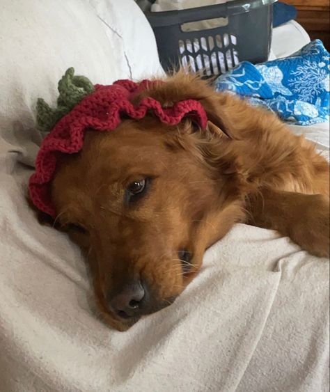 golden retriever, golden, strawberry, strawberry hat, dog, cute dog Crochet Strawberry With Face, Strawberry Crochet Dog Hat, Puffy Strawberry Crochet, Large Crochet Strawberry, Strawberry Dog Collar, Strawberry Hat, Dog Cute, Cute Dog, Strawberry Shortcake