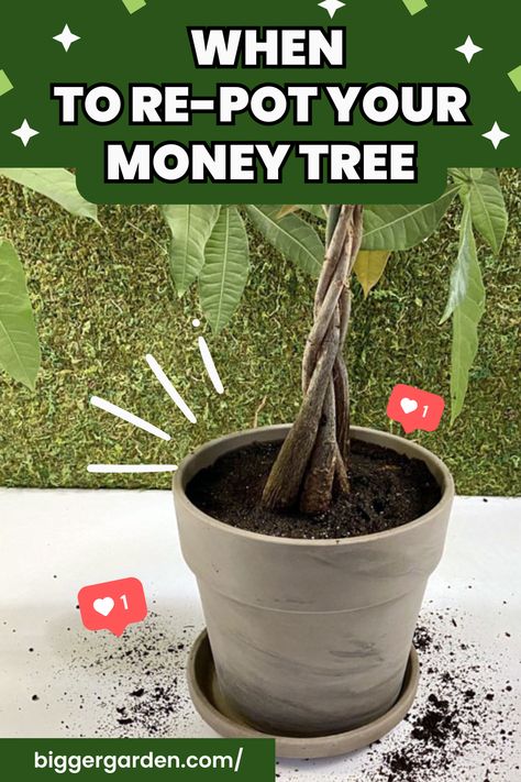 How to Re-pot a Money Tree | Keep It Thriving Longer Repotting A Money Tree, Money Tree Plant Care Tips, Money Tree Plant Care, Gardening Knowledge, Patio Container Gardening, Money Tree Plant, Aquarium Garden, Container Herb Garden, Tree Planters