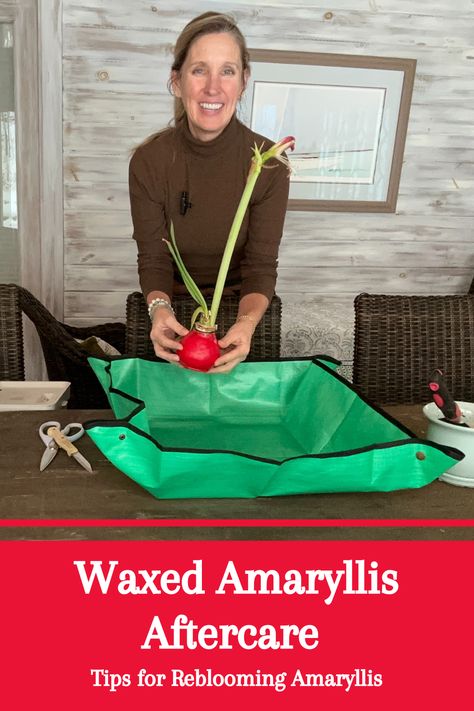 Have you received a waxed amaryllis as a gift and wondered... 'Well, what do I do with it next?' If so, Lisa has the answer for you in this video, where she instructs you on how to remove the wax coating and pot up the amaryllis so that you can continue enjoying it for years to come! See it here over on our YouTube channel. Waxed Amaryllis Bulbs, Gardening Videos, Remove Wax, Amaryllis Bulbs, See It, Youtube Channel, Wax, Gifts