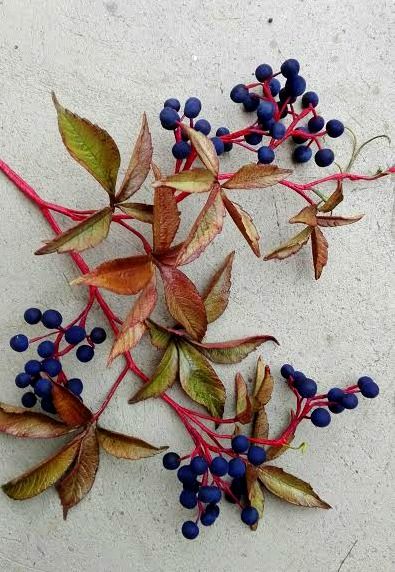 Virginia creeper Pavinič Creeper Plants, Parthenocissus Quinquefolia, Creeper Cake, Chocolate Craft, Mum Flowers, Flower References, Aries Sun, Autumn Berries, Climber Plants