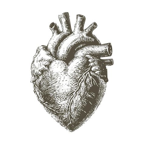 Vector vector hand drawn woodcut engravi... | Premium Vector #Freepik #vector #antique #vintage #trendy #stylish Heart Illustration, Anatomical Heart Outline, Anatomical Heart, Engraving Illustration, Human Heart, Heart Outline, Vector Hand, Antique Vintage, Premium Vector