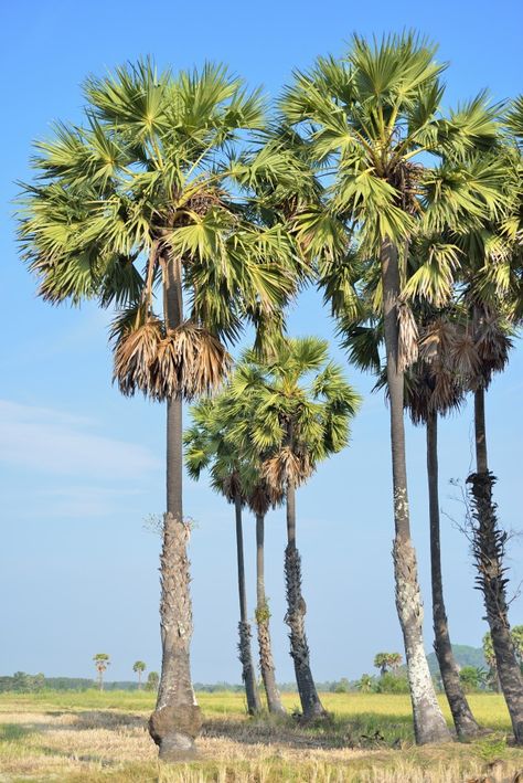 Sugar palm | Premium Photo #Freepik #photo #tree #summer #leaf #green Trees Pictures Nature, Palm Trees Photography, Palm Tree Photo, Date Palm Tree, Village Tree, Palm Tree Photography, Palm Tree Pictures, Palm Trees Landscaping, Tropical Trees