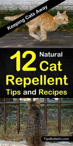 Cat Repellant Garden, Cat Repellant Outdoor, Cat Deterrent Spray, Cat Repellent, Cat Deterrent, Serious Cat, Tattoo Plant, Natural Repellent, Cat Repellant