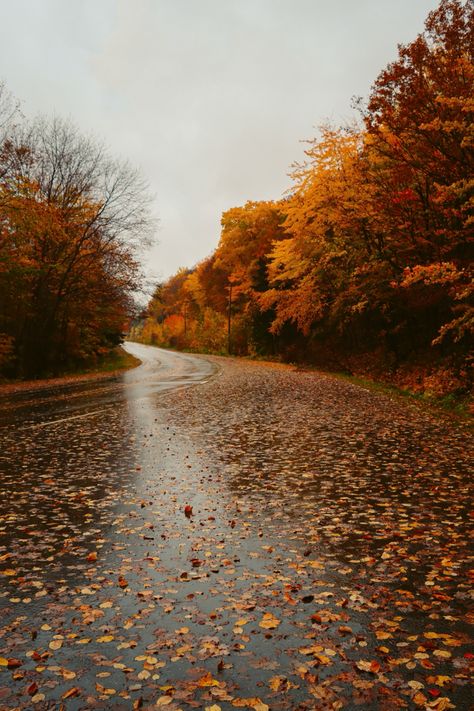 A curved road with orange and brown leaf trees lining the side, and many leaves all over the ground. Aesthetic Fall Vibes, Fall Rain, Have A Magical Day, Halloween Movies, My Love, Happy Halloween, Tumblr, Mandalas