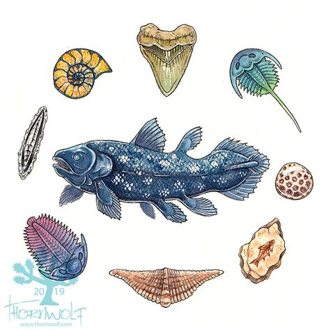 Ancient Sea Creatures, Coelacanth Tattoo, Living Fossil, Watercolor And Pen, Tattoo And Piercings, Megalodon Tooth, Ocean Treasures, Petoskey Stone, Illustration Inspiration