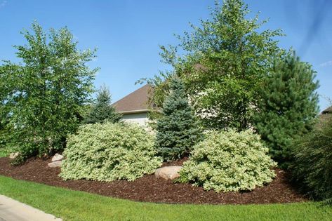 A large berm topped with shrubs and trees blocks out street noise and enhances privacy. Landscaping Berm Ideas, Berm Garden, Landscaping Shrubs, Outdoor Improvements, Island Garden, Privacy Hedge, Privacy Landscaping, Driveway Landscaping, Planting Shrubs