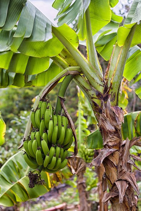 Japanese Wood Block Art, Puerto Rico Art, Banana Flower, Leaf Photography, Banana Art, Banana Fruit, Banana Plants, Green Banana, Fruit Photography