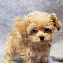 Teacup Puppy Breeds, Puppies Images, Bear Dog Breed, Havanese Puppies For Sale, Biewer Yorkie, Maltipoo Puppies For Sale, Maltese Puppies For Sale, Maltipoo Dog, Teddy Bear Puppies