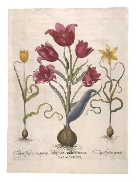 Basilius Besler Botanical VII Limited Edition Art Prints Posters and Framing by Prints.com Botanical Tulip, Tulip White, Audubon Prints, Ethnographic Art, Wild Orchid, Plant Drawing, Plant Illustration, Limited Edition Art Print, Crazy Quilts