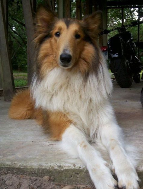 collies | Collies Broader Collie, Smooth Coated Collie, Rough Collie Tricolor, Scotch Collie, Smooth Collie, Border Collie Brown And White, Sheltie Dogs, Collie Puppies, Rough Collie