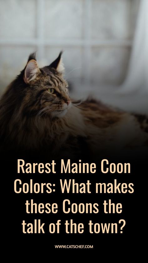 Maine Coons are a force to be reckoned with! Whether they’ve got a pattern or are monotone, everyone agrees they’re some of the most mysterious creatures out there. Oh, these beautiful beasts have been the talk of the town for ages considering the fact nobody knows where they came from. #catschef #cat #cats #kitten #kittens #catlover #catlovers #catlife #catoftheday #meow #pets #cute #love #animals #animallovers #kitty #kittycat #persiancat #mainecoon #ragdollcat #siberiancat #bengalcat Man Coone Cat, Tabby Mainecoon Cat, Main Coone Kitten, Black Maine Coone, Maine Coone Kitten, Main Coone Cat, Torbie Cat, Mancoon Cats, Cat Knowledge