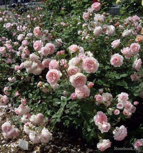 Rose Garden Aesthetic, Room Coquette, Pink Rose Garden, Spring Rose, Coquette Core, Coquette Room, Iron Deficiency, Soft Beauty, Garden Aesthetic