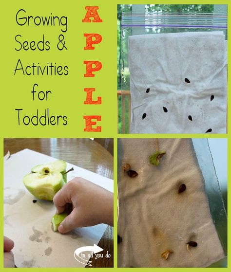 Growing Seeds & Apple Activities for Toddlers Growing Apple Seeds, Apple Activities For Toddlers, Apple Activities For Preschool, Seeds Preschool, Apple Science, April Gardening, Toddler Garden, Apple Life Cycle, September Crafts