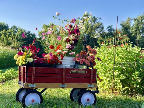 Just me and my little red wagon! Flower Wagon, Fundraiser Gala, Wagon Planter, Summer Family Pictures, Radio Flyer Wagons, Garden Wagon, Old Wagons, Easter Garden, Sensory Garden