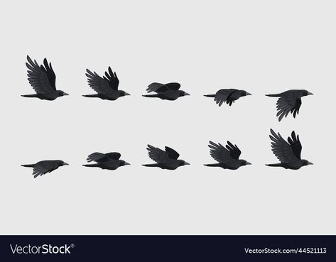 Flying Raven Silhouette, Bird Flying Animation Frames, Crow Flying Drawing, Crows Flying, Raven Silhouette, Raven Flying, Flying Raven, Crow Flying, Crow Images