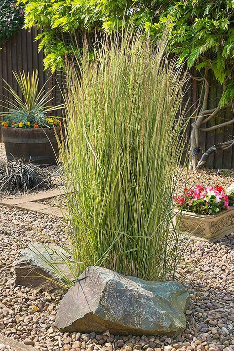 Soften a rockery with these plants: https://gardenerspath.com/plants/ornamentals/grasses-simple-tips/ Tall Grass Landscaping, Landscape Grasses, Dream Backyards, Ornamental Grass Landscape, Tall Ornamental Grasses, Vertical Planting, Texas Landscape, Grass Garden, Ornamental Grass