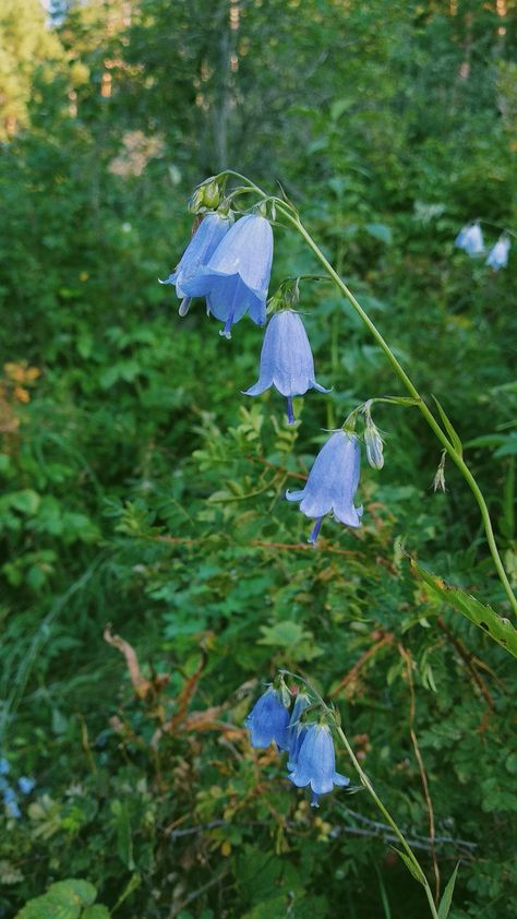 Enchanted Forest Flowers, Fairy Plants, Forest Character, Forest Wildflowers, Landscape References, Enchanted Flowers, Fair Pictures, Butterfly Man, Flower Forest