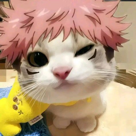 Jjk Cat Pfp, Silly Anime Pfp, Yuuji Pfp, Sukuna Cat, Yuji Itadori Pfp, Anime Cat Pfp, Funny Anime Pfp, Itadori Pfp, Yuji Pfp