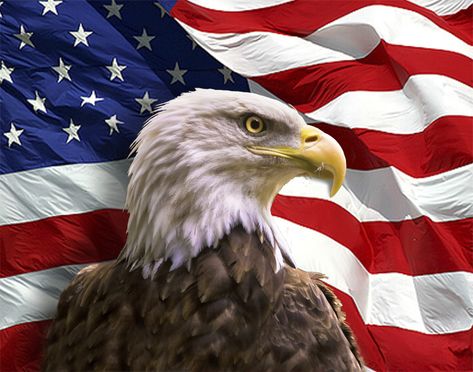 Eagle Wallpaper, Eagle Pictures, I Love America, American Bald Eagle, Bald Eagles, American Pride, God Bless America, Junk Journals, Rock Art