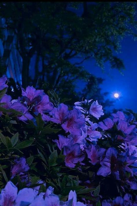 Blue purple flowers trees sky night time dreaming sleep calm Night Flowers, Night Landscape, Moon Photography, Pretty Landscapes, Beautiful Flowers Garden, Beautiful Moon, Beautiful Nature Wallpaper, Purple Aesthetic, Nature Aesthetic