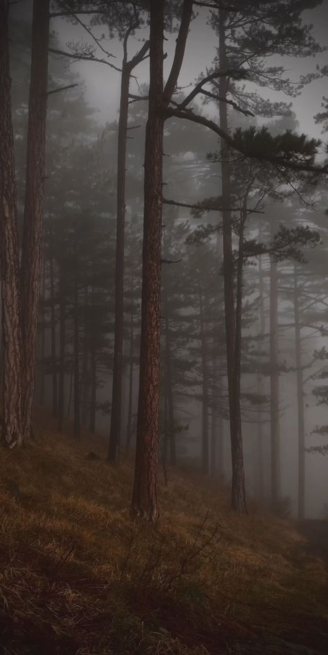 Mellow orange humus grounds on a hill give bedding to many thin coniferous trees. It's the early twilight on a cloudy afternoon. Mist will soon develop. The whole looks warmer than it really is, don't be fooled by the orange gold Forest Terrain, Cloudy Forest, Pines Aesthetic, Hill Landscape, Coniferous Trees, Coniferous Forest, Dark Naturalism, Adopt Idea, Pretty Nature