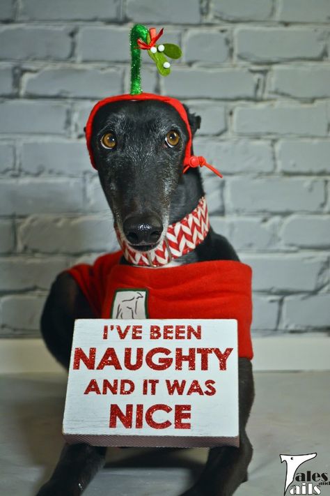 I've Been Naughty And It Was Nice... -- Tales and Tails Christmas Funnies, Greyhounds Funny, Christmas Kitties, Dog Christmas Photos, Dog Christmas Pictures, Christmas Humor Ecards, Grey Hound, Papercrafting Ideas, Dog Expressions