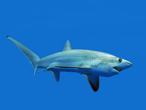 Bigeye Thresher Shark, Thrasher Shark, Thresher Shark, Dangerous Animals, Marine Biology, Download Cute Wallpapers, Marine Life, Animals Wild, Fun Crafts