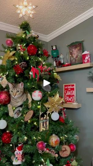 373K views · 12K reactions | My little christmas star 🌟🎄 #ChristmasCat #MunchiesWithTubi #fridaymotivation #christmastree #catsoftiktok #cat #cats #christmas #catlover #friday | Iivo | Perry Como · It's Beginning to Look a Lot Like Christmas Cats Christmas, Perry Como, Merry Christmas Gif, Cat Christmas Tree, Christmas Kitten, Cat Holidays, Pet Holiday, Cat Christmas