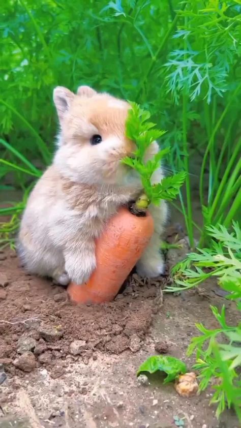 Ready for a daily dose of cute? Subscribe to my channel and get access to only the freshest and most adorable content out there.#funnyanimalvideos #cutebunny #microteacuppuppies #frieren Bun Bun, Cute Bunnies, Funny Bunny, Baby Bunnies, Cute Cute, Adorable Animals, Too Cute