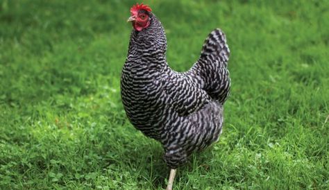 Tips For Raising Chickens The Natural Way - Hobby Farms Farmer Wallpaper, Barred Plymouth Rock, Barred Rock Chickens, Heritage Chicken Breeds, Plymouth Rock Chicken, Heritage Chickens, Best Egg Laying Chickens, Poultry Farming, Day Old Chicks