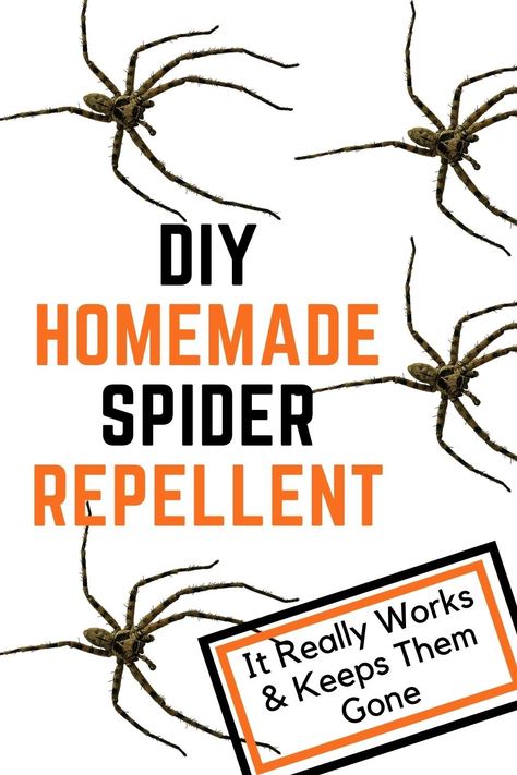 Spiders Repellent Diy, Spider Prevention, Outdoor Bug Repellent, Natural Spider Repellant, Spider Repellent, Homemade Bug Repellent, Spider Spray, Repellent Diy, Spider Killer