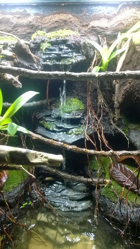 Although we don't recommend water features in with darts, this is a very cool set up for another kind of critter! Frog Paludarium, Snake Vivarium, Reptile Diy, Dart Frog Tank, Dart Frog Terrarium, Dart Frog Vivarium, Bioactive Vivarium, Snake Cages, Snake Terrarium