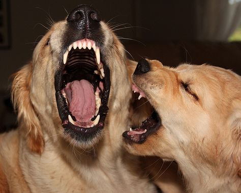 Dog Poetry, Angry Dog, Dog Motif, Scary Dogs, Animal Study, Bad Dog, Dog Teeth, Black Wolf, Silly Animals