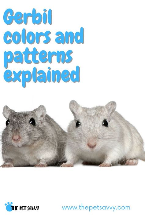 Discover the amazing varieties of gerbil breeds, colors and fur patterns in this detailed post. Agouti, argente, black, sapphire and white are among the most common gerbil colors - which one is yours? #gerbil #gerbils #gerbilcolors #gerbilpatterns #gerbilbreeds #gerbilfur #gerbilcare #happygerbil #thepetsavvy Colors And Patterns, Gerbil, Be Pretty, Black Sapphire, Lilo And Stitch, The Amazing, Sapphire, Pet, Animals