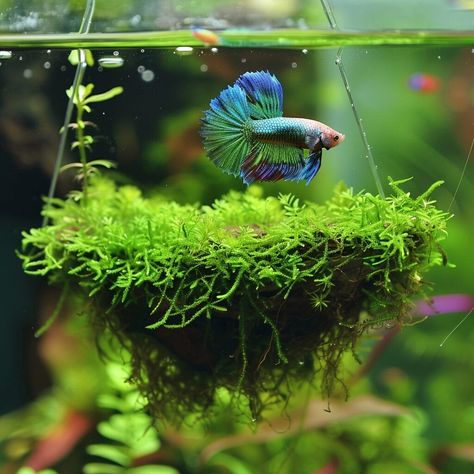 25 Creative DIY Betta Cave Ideas for Your betta fish Aquarium – Acuario Pets Betta Fish Tank Ideas Plants, Planted Betta Tank Ideas, Simple Betta Tank, Fish Terrarium Ideas, Diy Betta Fish Toys, Planted Betta Aquarium, Creative Fish Tank Ideas, Aquarium Diy Decorations, Diy Beta Fish Tank Ideas