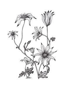 Flower Line Drawing, Illustration Black And White, Flannel Flower, Flower Line Drawings, Australian Flowers, Flower Drawing Design, Botanical Tattoo, Fairy Tattoo, Trendy Flowers