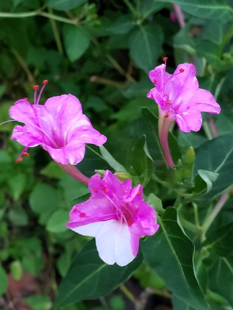 Mixed stripes 4 oclocks 2019 Stripes, Plants, Flowers