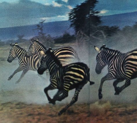 Old, new, borrowed, blue Zebra Aesthetic, Savanna Animals, Zebra Wallpaper, Animal Print Party, Animal Print Wallpaper, Horse Aesthetic, Animated Animals, Childhood Movies, Animal Nails