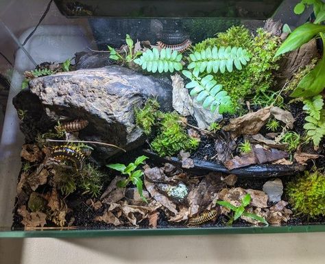 Millipede Enclosure, Python Enclosure Ideas, Ball Python Enclosure Ideas, Animal Enclosure Ideas, Ball Python Enclosure, Python Enclosure, Snail Home, Snake Tanks, The Bug Collector