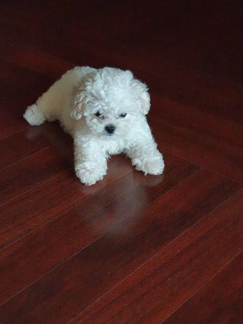 Miniature Poodle Puppy, Maltipoo Puppies, Maltipoo Puppy, Super Cute Puppies, White Puppies, Maltese Puppy, Happy Puppy, Maltese Dogs