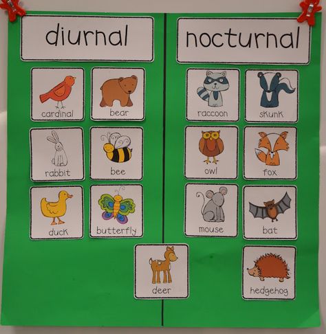 A Place Called Kindergarten: nocturnal animals or day and night activity. SL WEEK 1 (Night Animals) there is a link to this chart if you click on the picture when you get to the site. Nocturnal Animals Kindergarten, Nocturnal Animals Preschool, Nocturnal Animals Activities, Diurnal Animals, Animals Preschool, October Ideas, Different Animals, Nocturnal Animals, Kindergarten Science