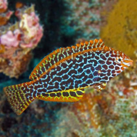 Wrasse Fish, Flora Marina, Cool Fish, Beautiful Sea Creatures, Marine Aquarium, Marine Fish, Exotic Fish, The Leopard, Saltwater Aquarium