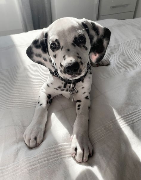 Very Cute Animals, Winter Kpop, Beautiful Dog Breeds, Dalmatian Puppy, Very Cute Dogs, Dalmatian Dogs, Pretty Dogs, Kittens And Puppies, Coquette Bow