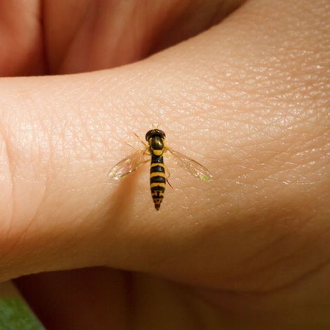 How To Keep Hover Flies Away - How To Repel Sweat Bees For Good! Bee Spray, Bee Repellent, Getting Rid Of Bees, Repellent Diy, Garden Preparation, Sweat Bees, Fly Love, Bug Killer, Small Bees