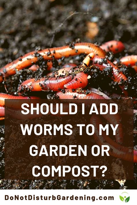 Vermicomposting Worm Farm, Alaska Garden, Camper Projects, Worm Farm Diy, Worm Beds, Red Wiggler Worms, Garden Prep, Worm Farming, Raised Planters