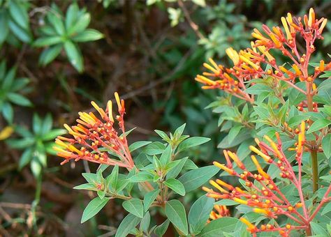 Growing Firebush in Florida | An Easy To Grow Plant Firebush Plant, Butterflies And Hummingbirds, Florida Cottage, Bohemian House, Butterfly Garden, New Growth, Hummingbirds, Growing Plants, Garden And Yard