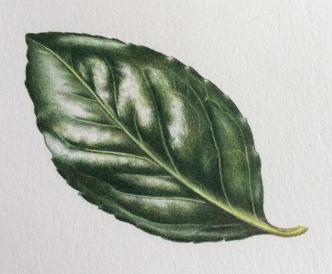 Shiny Leaf Step-by-Step Miniature Drawings, Colouring Tips, Drawing Leaves, Paint Leaves, Botanical Artists, Botanical Sketchbook, Watercolour Florals, Leaf Drawing, Watercolor Painting Techniques