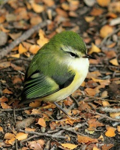 Bird Sitting, Green Bird, All Birds, Bird Pictures, Exotic Birds, Pretty Birds, Colorful Birds, Cute Birds, Little Birds