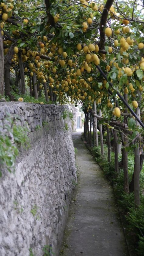 Lemon Grove Italy, Plaza Landscape, Minori Italy, Citrus Grove, All About Italy, Orchard Tree, Lemon Grove, American Garden, Home Greenhouse