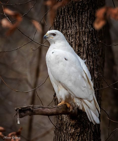 Leucistic Red-tailed Hawk White Red Tailed Hawk, Hawk Aesthetic, Tog Tattoo, Rowan Whitethorn, White Hawk, Bird Reference, Animal Reference, Red Tailed Hawk, Power Animal